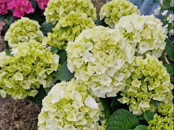 Hortensia